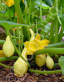 Cucurbita pepo 'Yellow Crookneck'